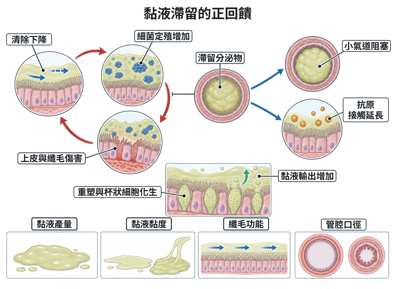 黏液滯留的正回饋教學插圖