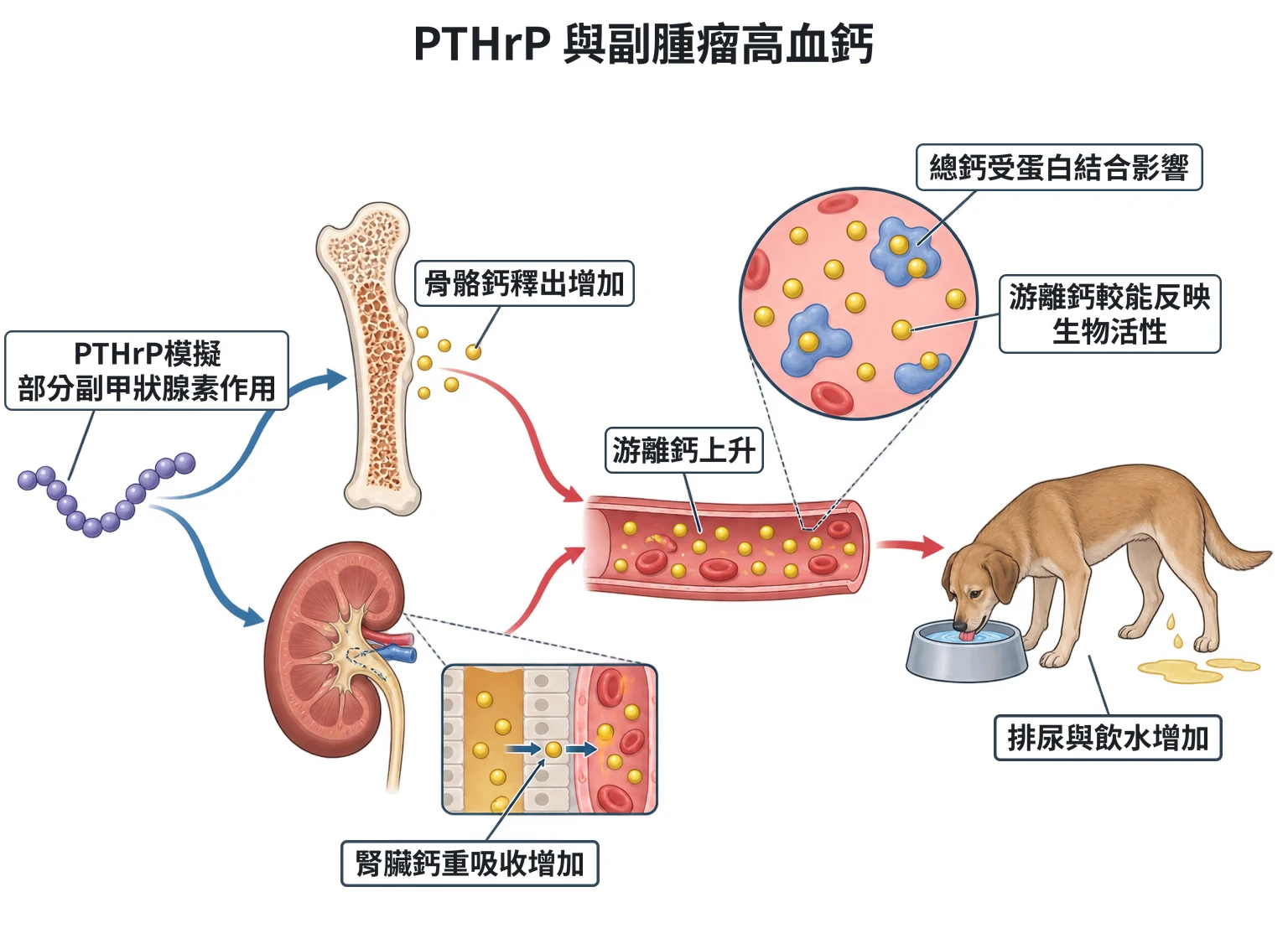 PTHrP 與副腫瘤高血鈣教學插圖
