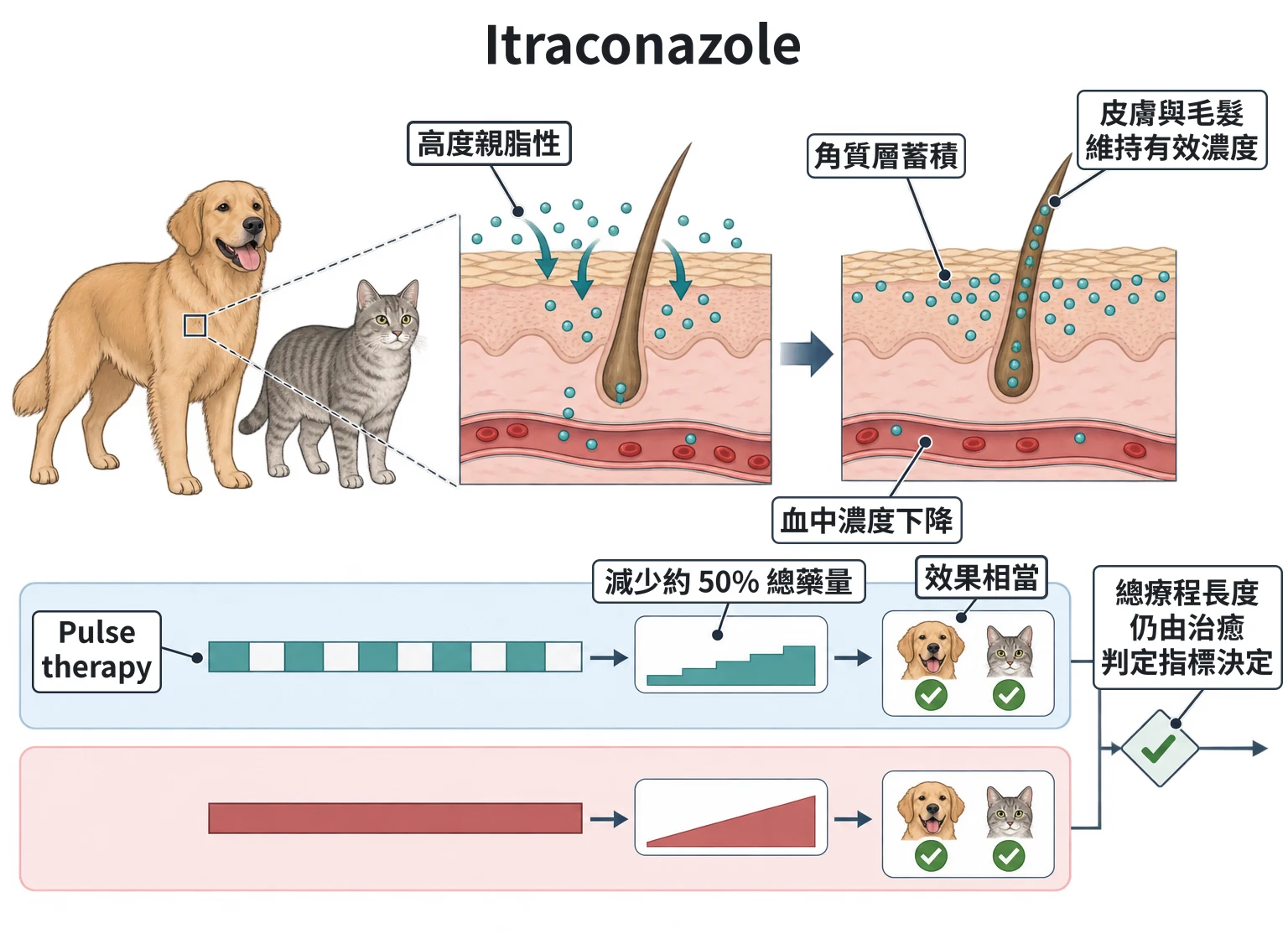 Itraconazole教學插圖