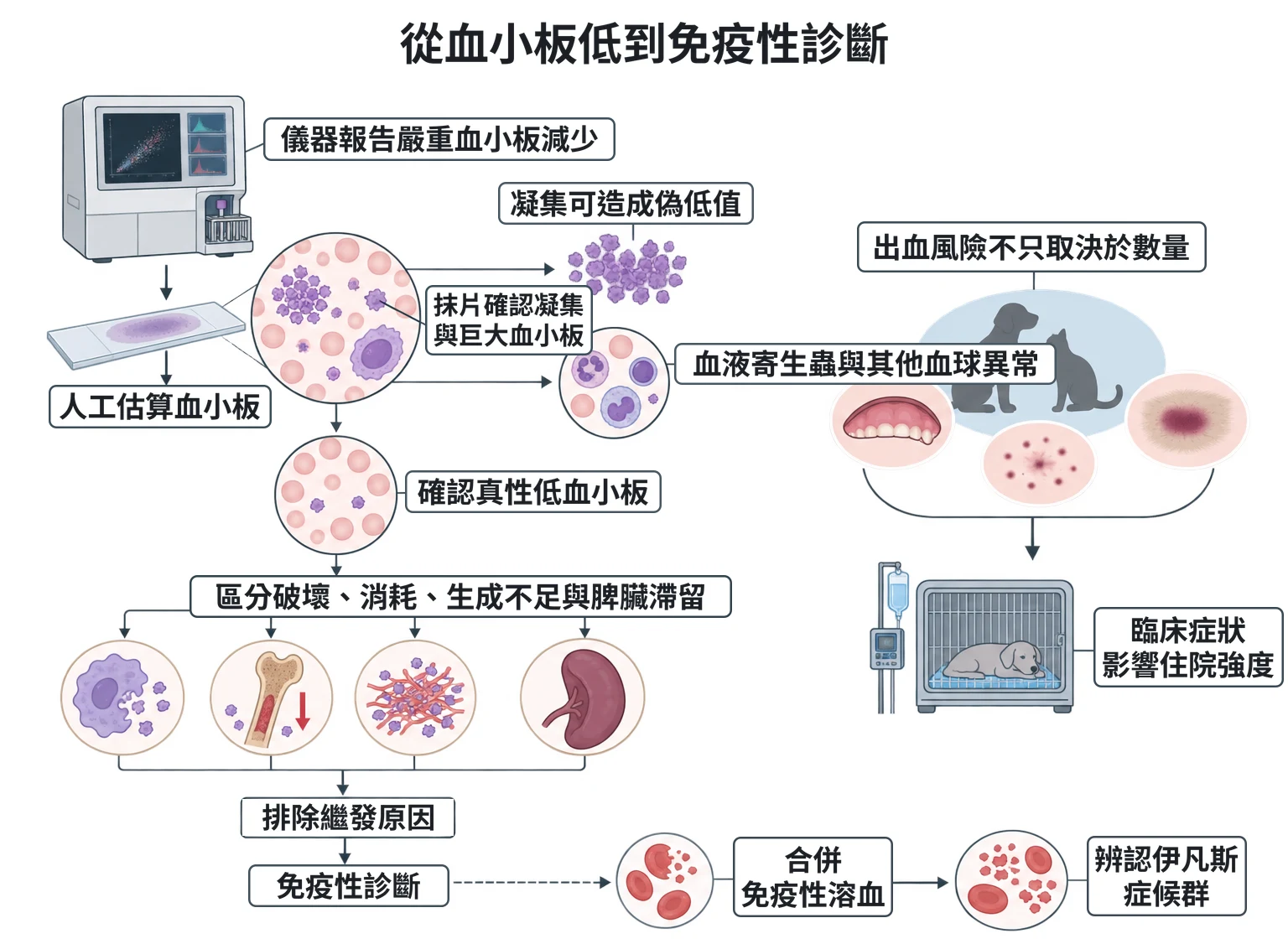 從血小板低到免疫性診斷教學插圖