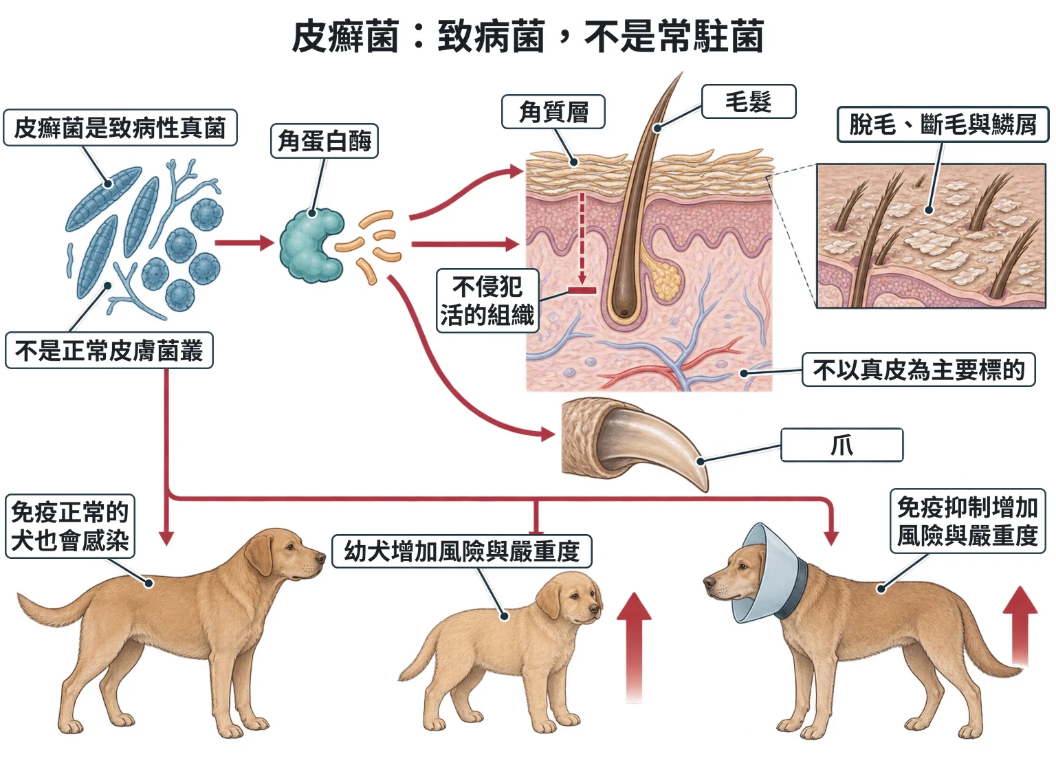 皮癬菌:致病菌,不是常駐菌教學插圖