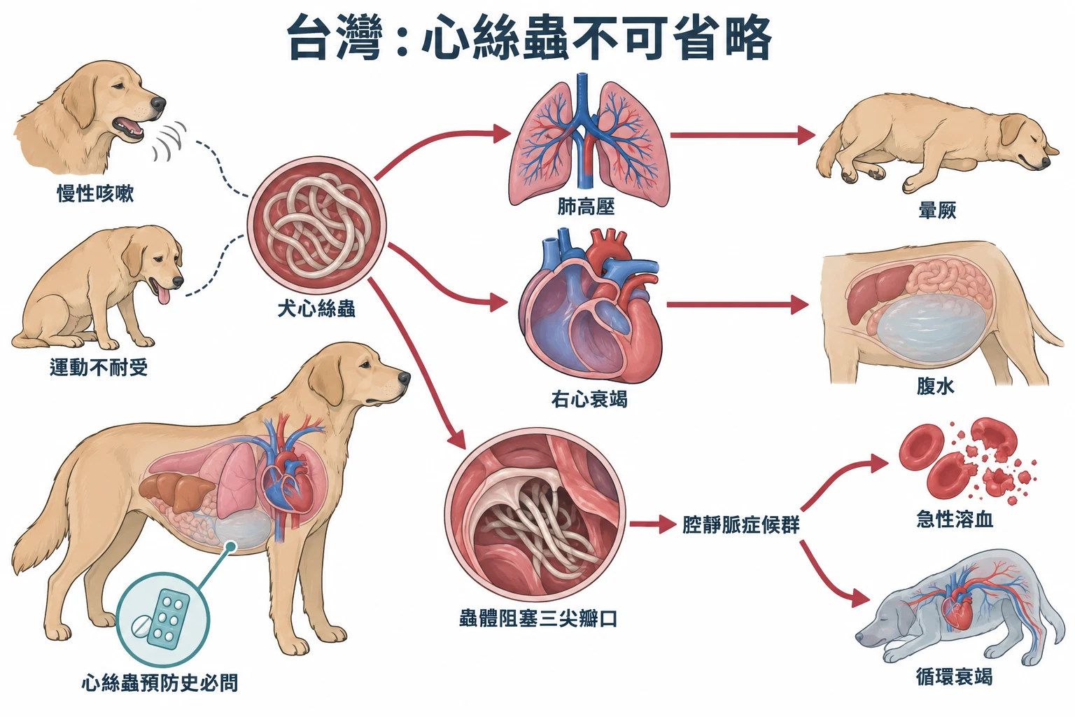 台灣:心絲蟲不可省略教學插圖