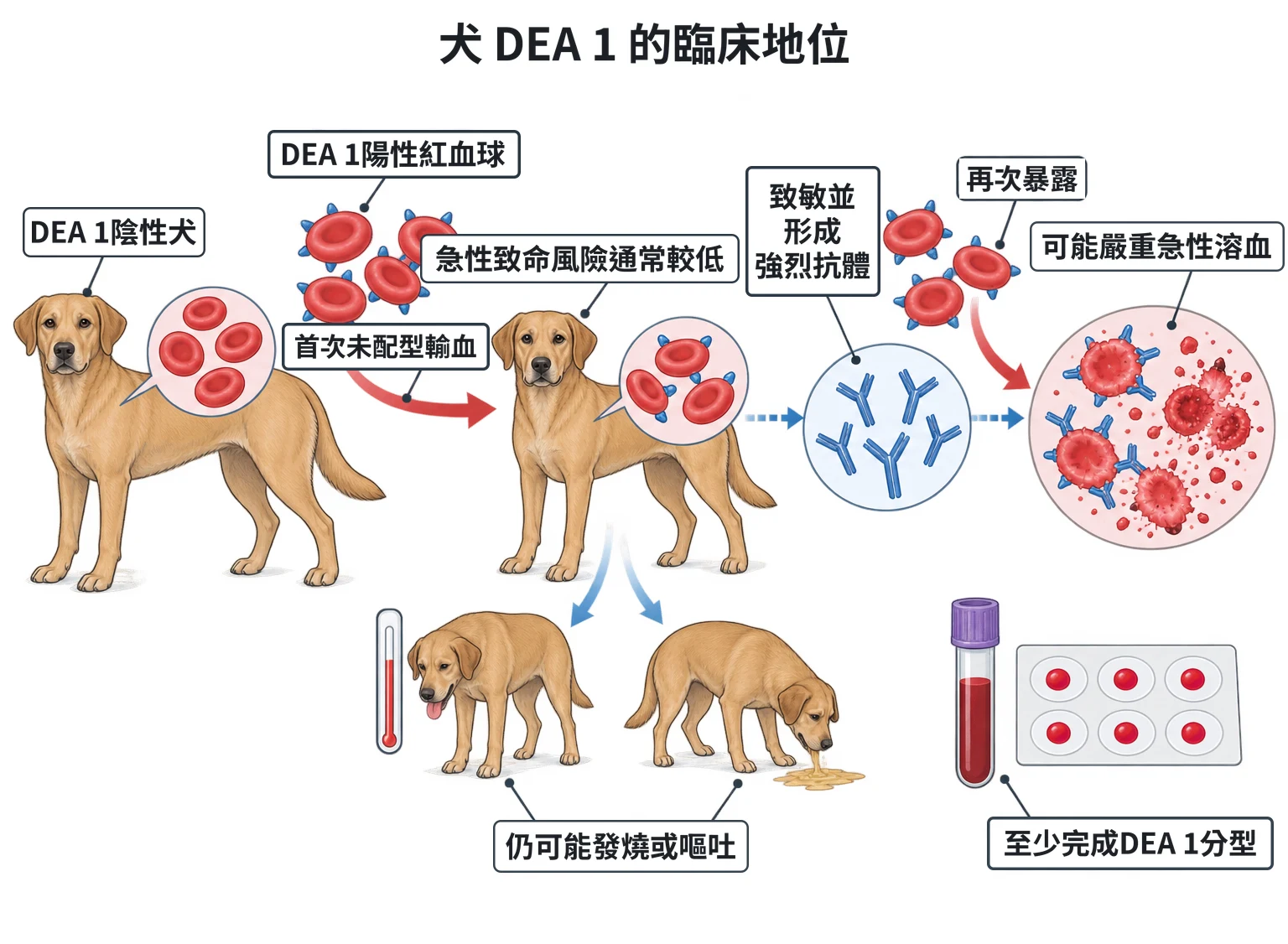 犬 DEA 1 的臨床地位教學插圖