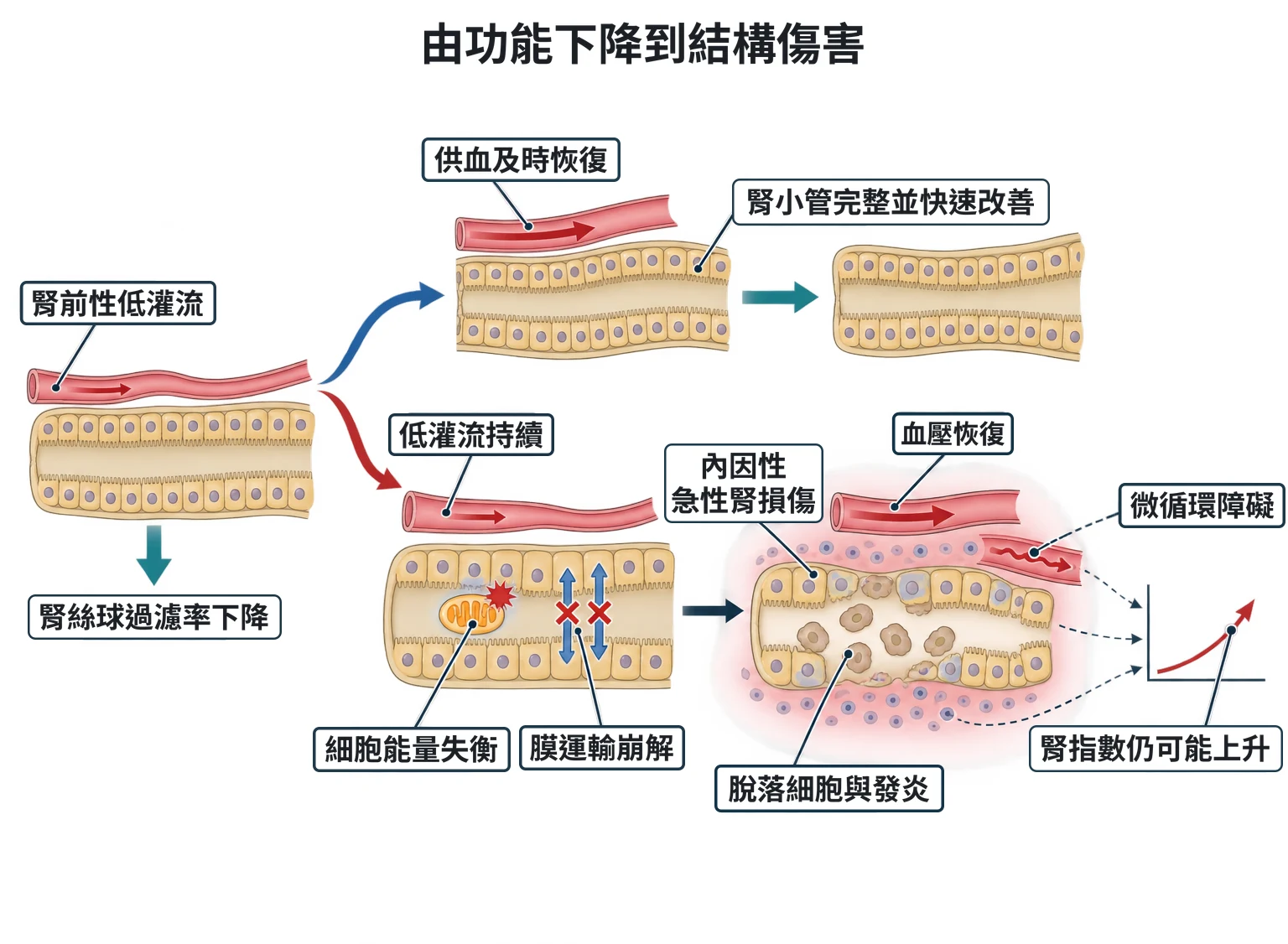 由功能下降到結構傷害教學插圖