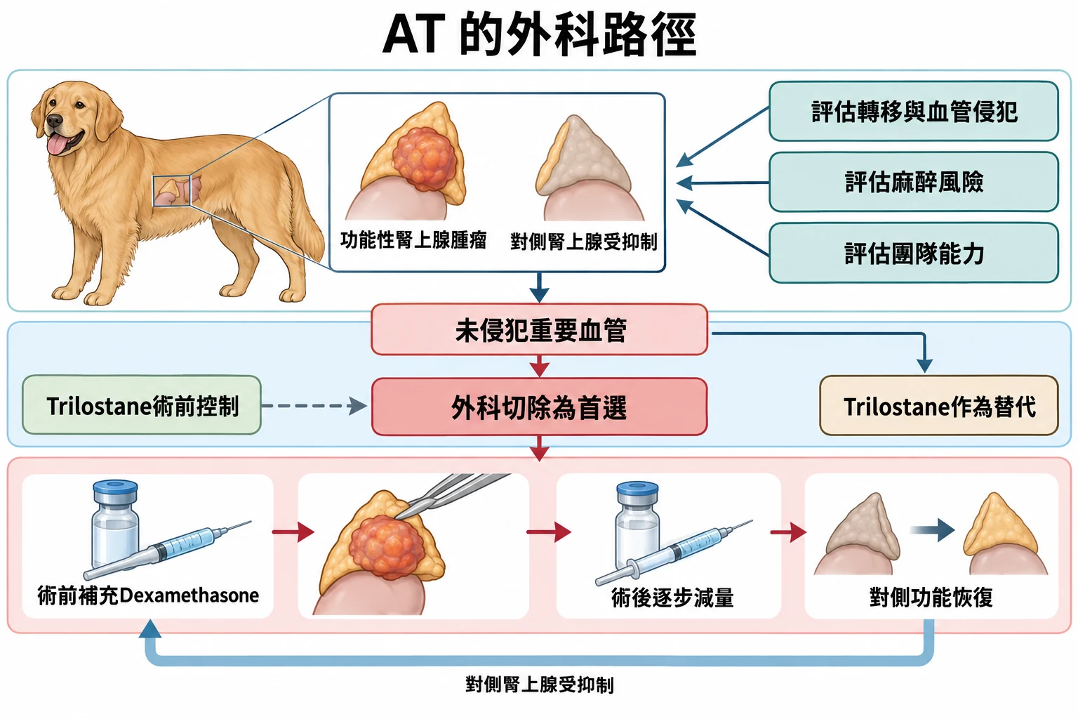 AT 的外科路徑教學插圖