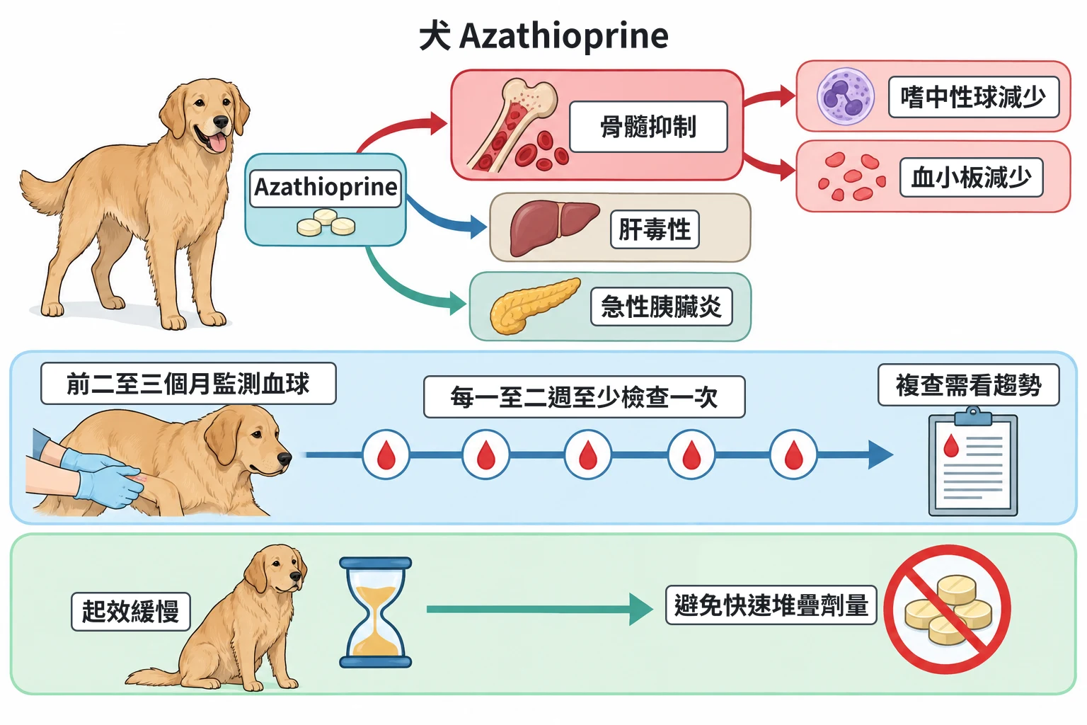 犬 Azathioprine教學插圖