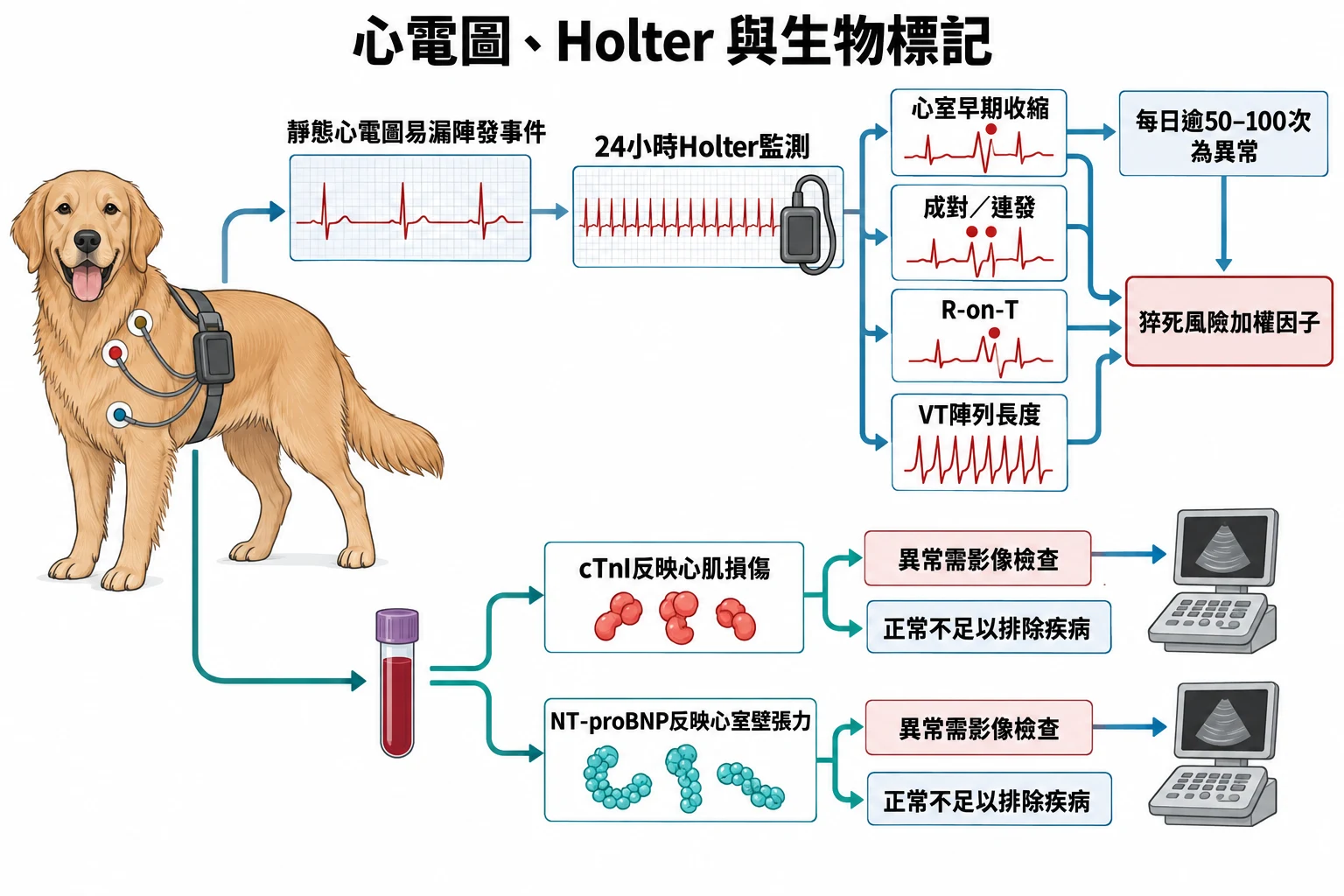 心電圖、Holter 與生物標記教學插圖