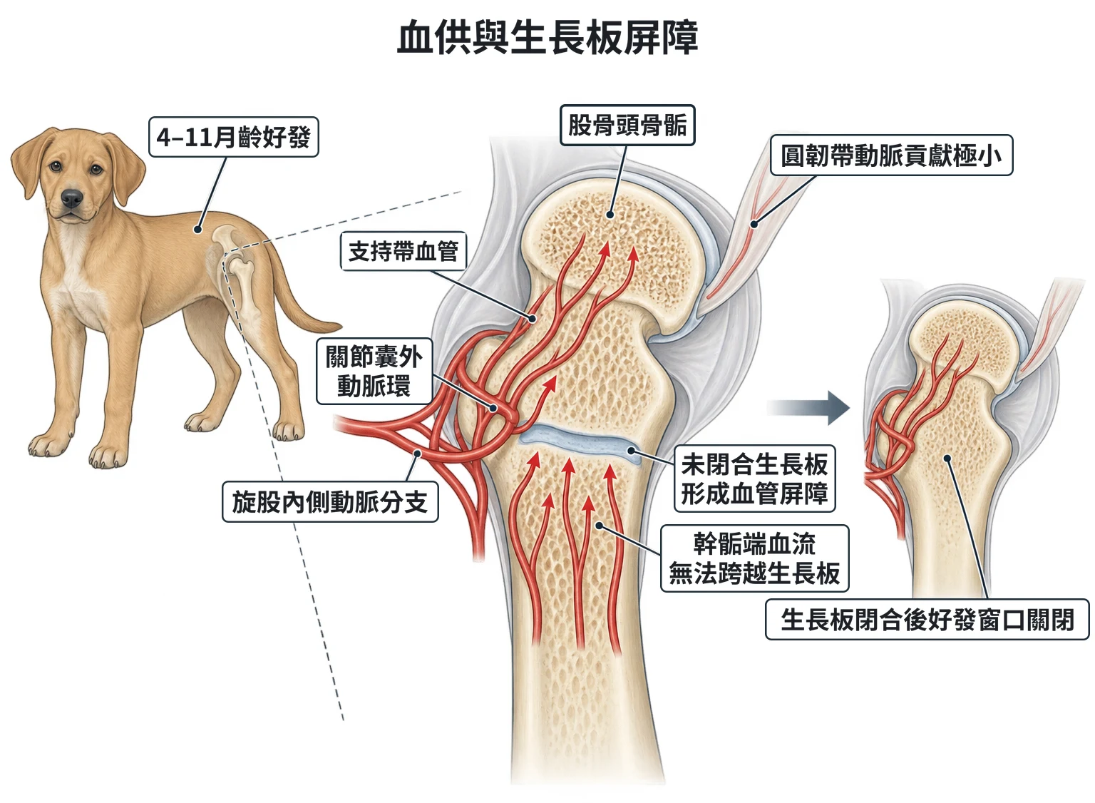 血供與生長板屏障教學插圖