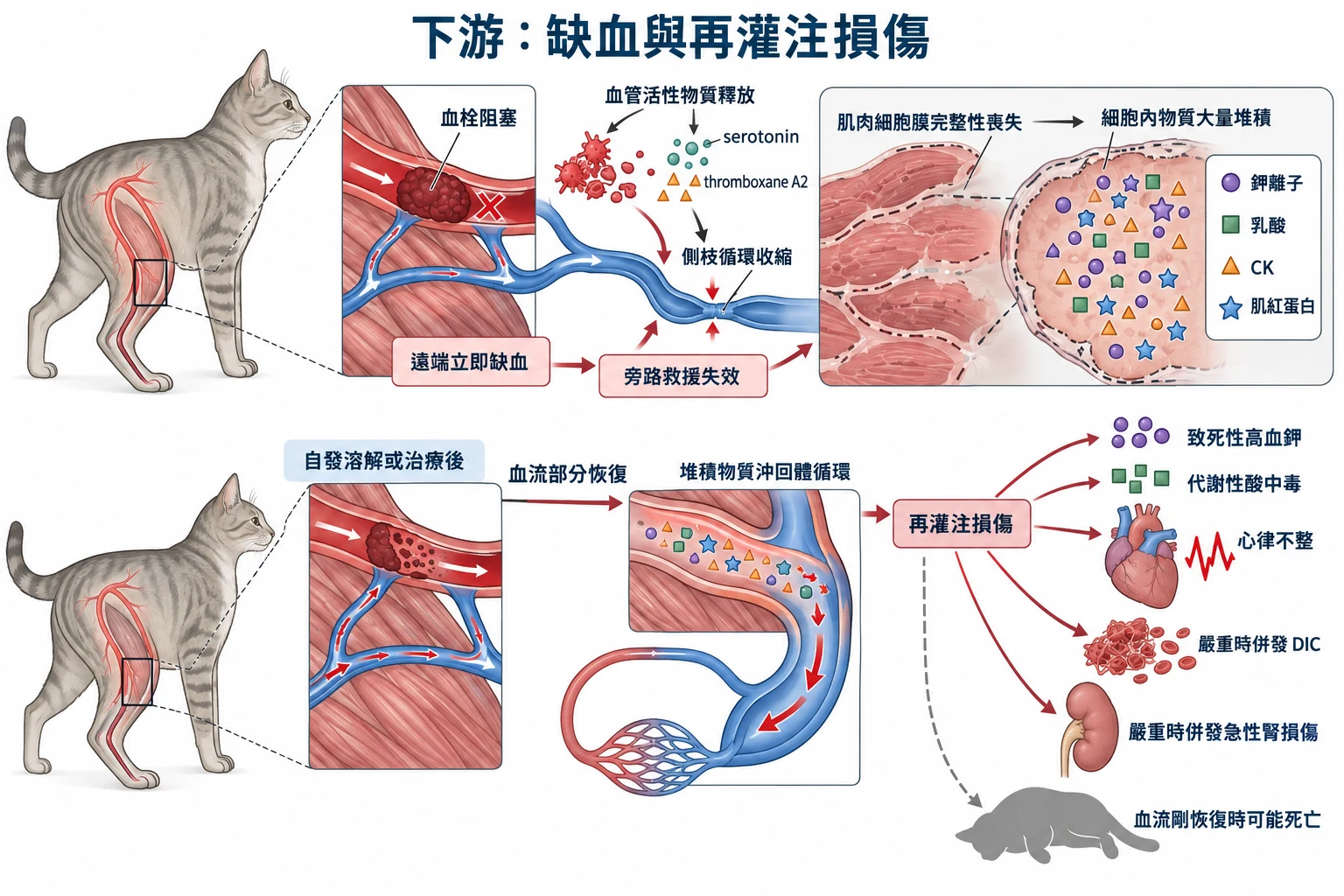 下游:缺血與再灌注損傷教學插圖