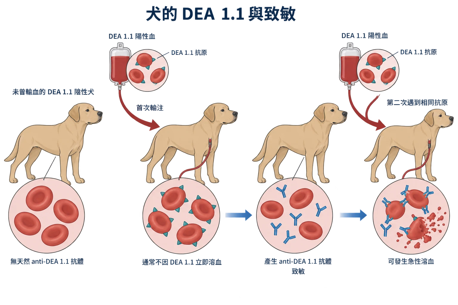 犬的 DEA 1.1 與致敏教學插圖