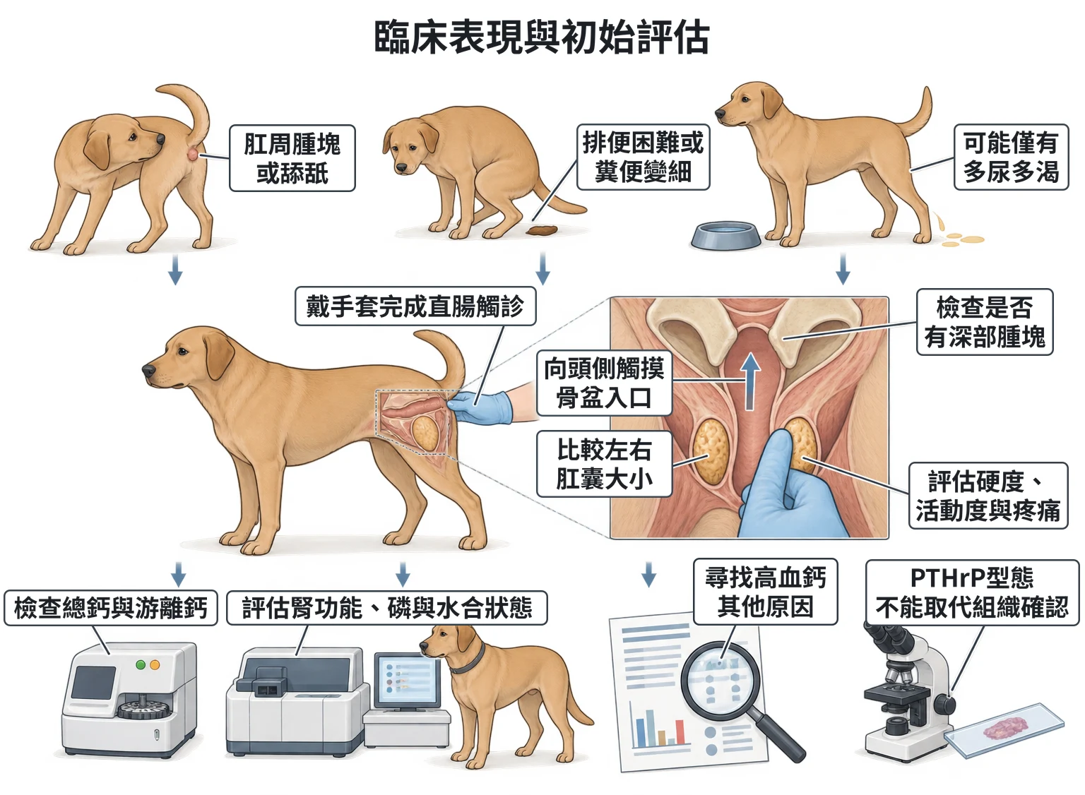 臨床表現與初始評估教學插圖