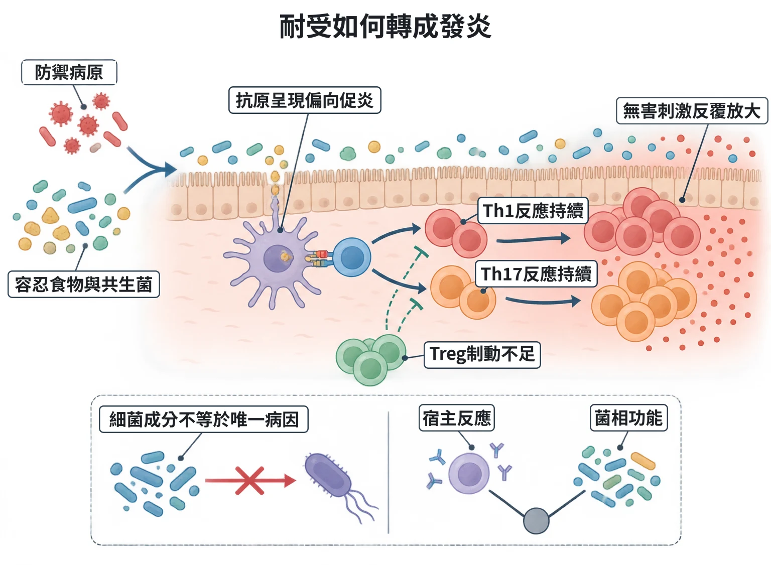 耐受如何轉成發炎教學插圖