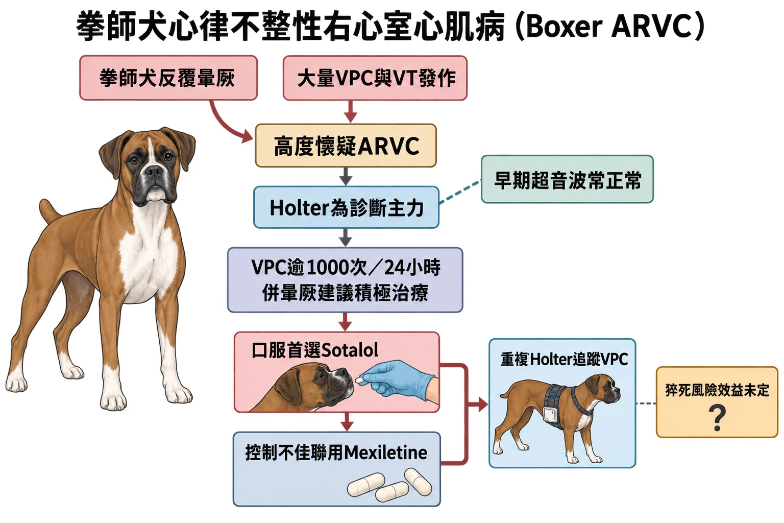 拳師犬心律不整性右心室心肌病(Boxer ARVC)教學插圖