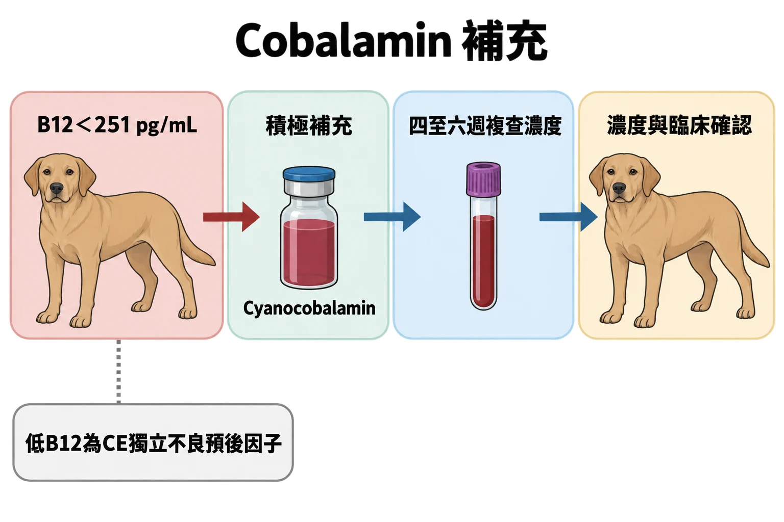Cobalamin 補充教學插圖