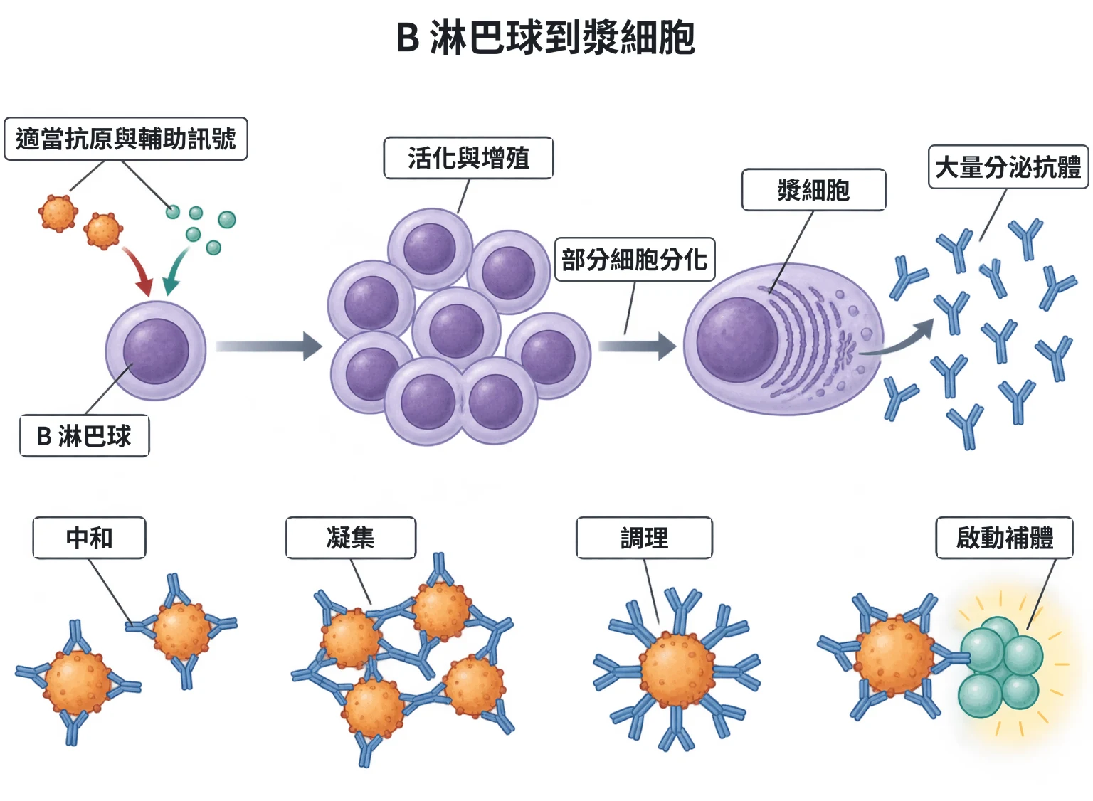 B 淋巴球到漿細胞教學插圖