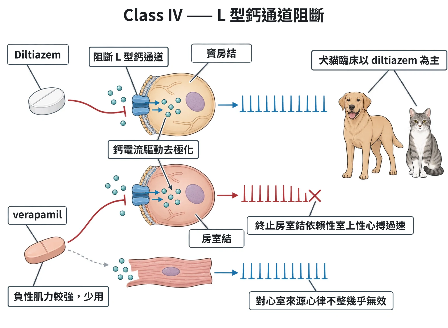 Class IV —— L 型鈣通道阻斷教學插圖
