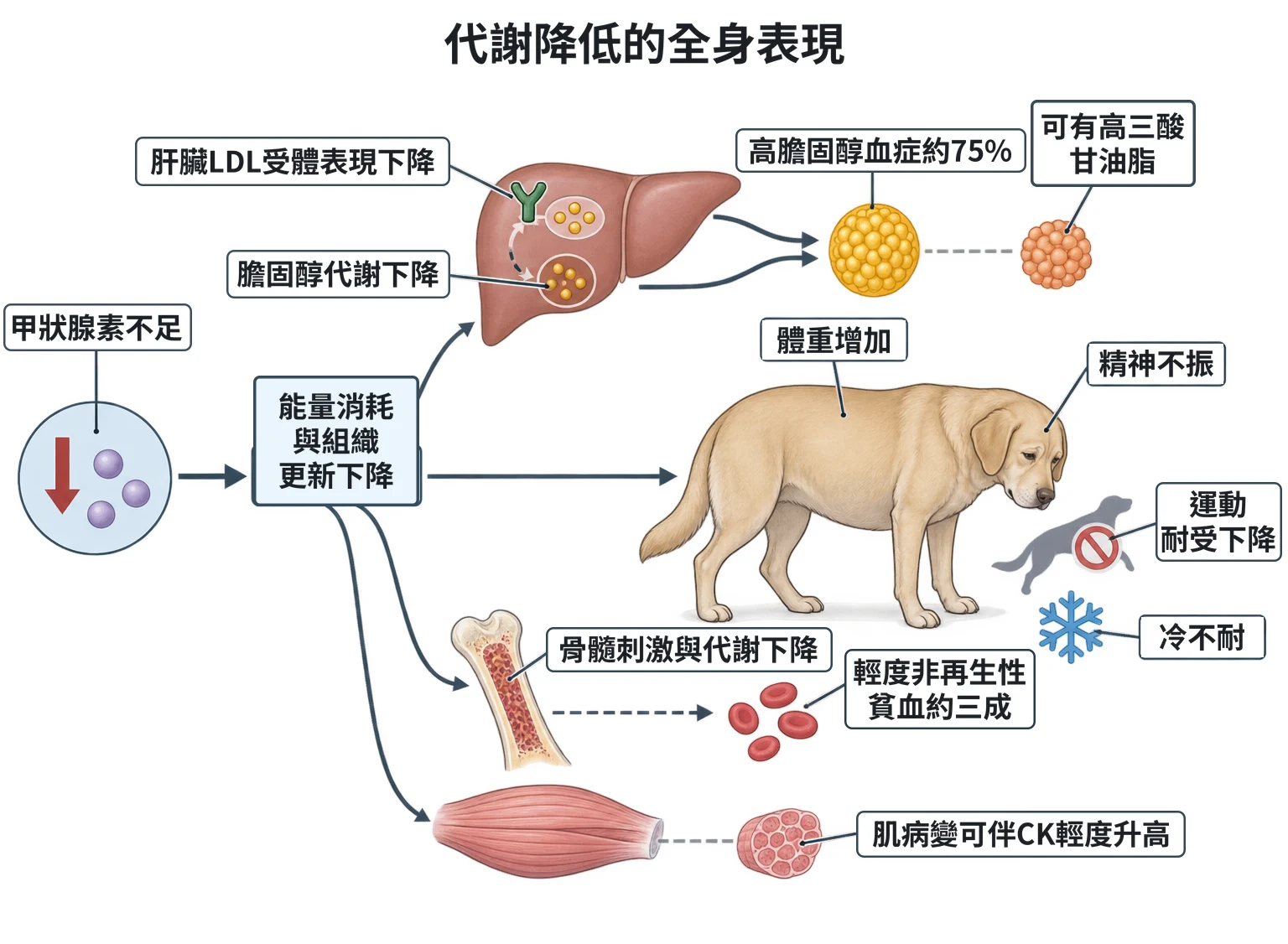 代謝降低的全身表現教學插圖