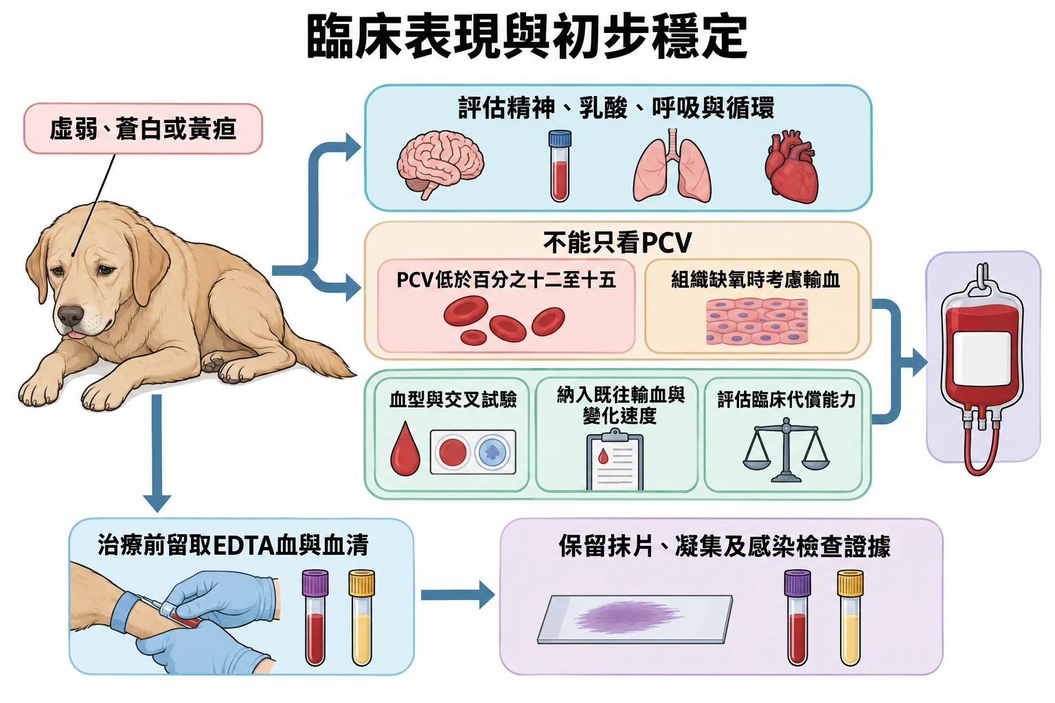 臨床表現與初步穩定教學插圖