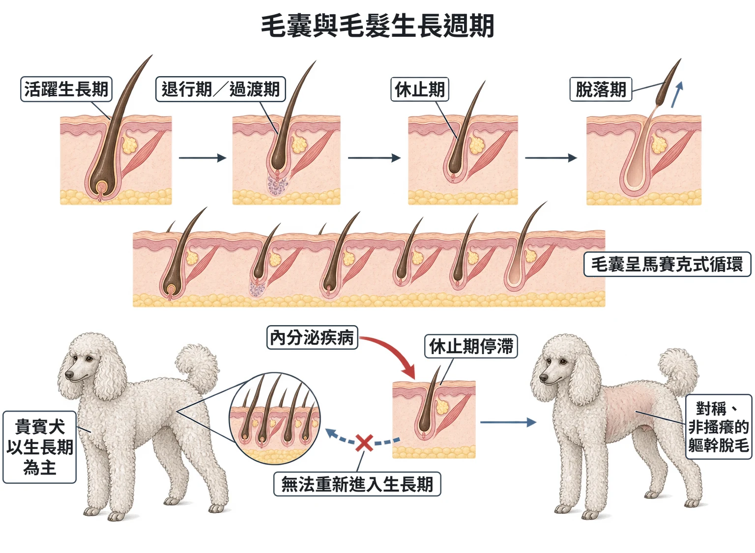 毛囊與毛髮生長週期教學插圖