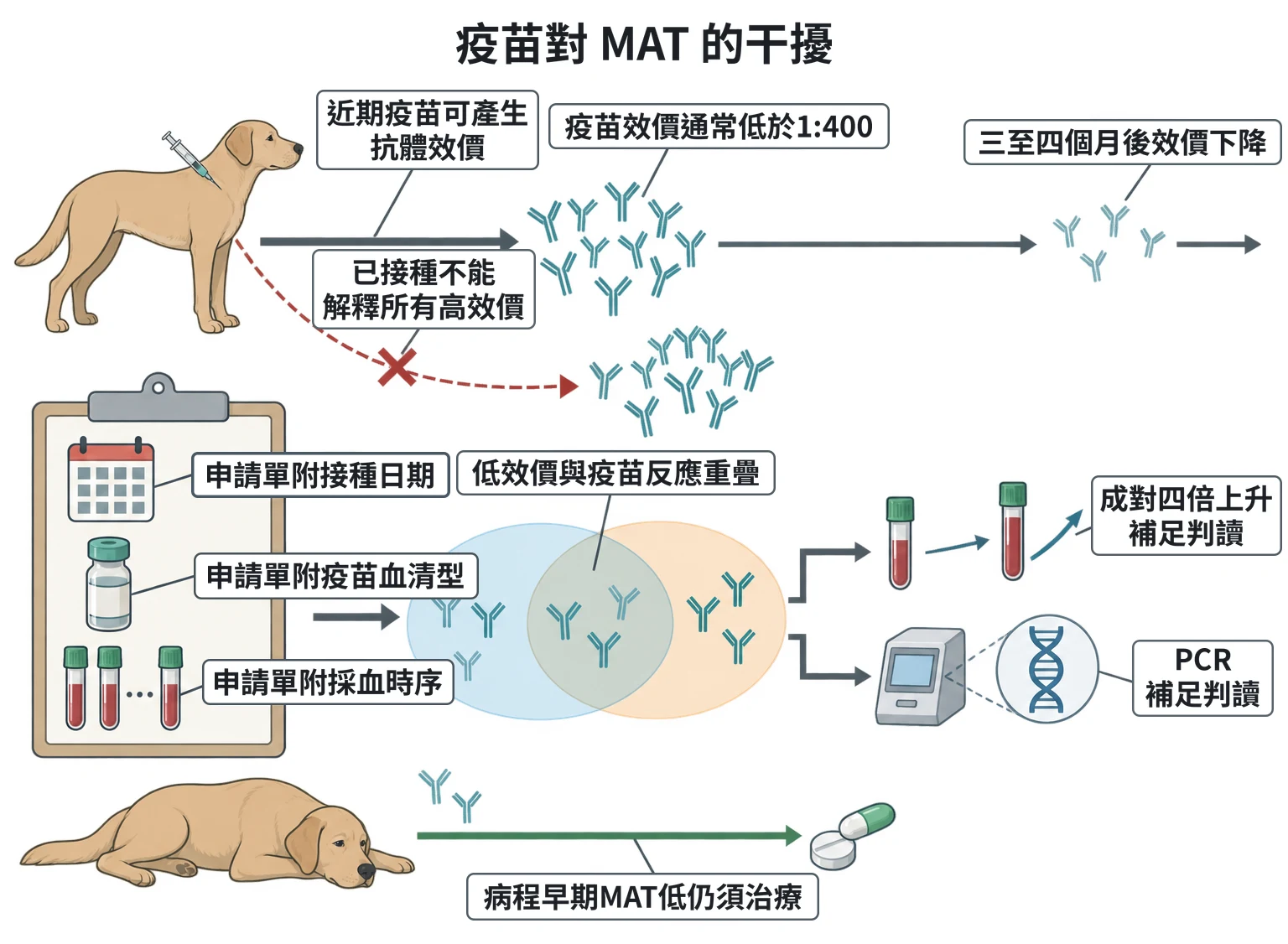 疫苗對 MAT 的干擾教學插圖
