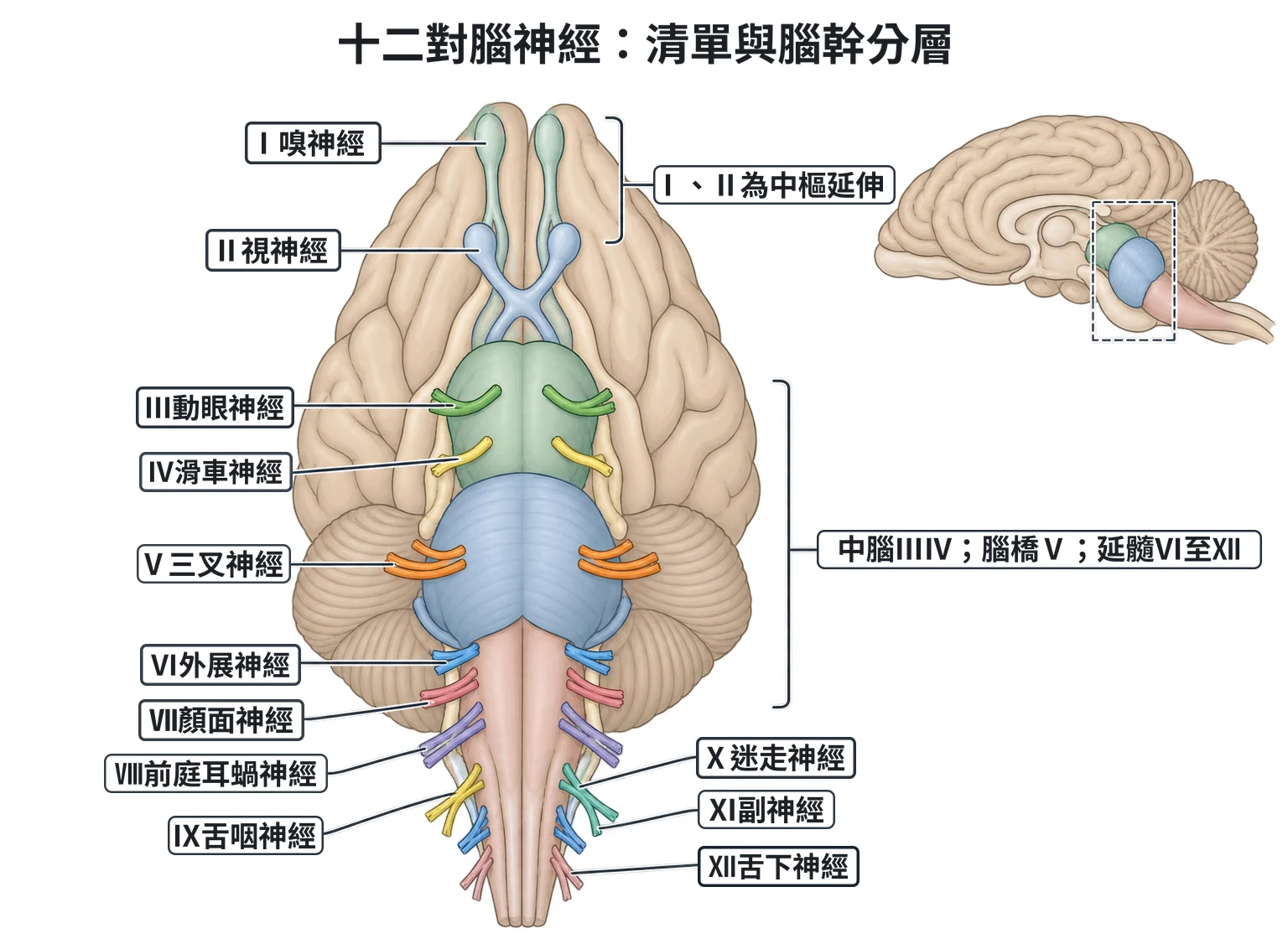 十二對腦神經:清單與腦幹分層教學插圖