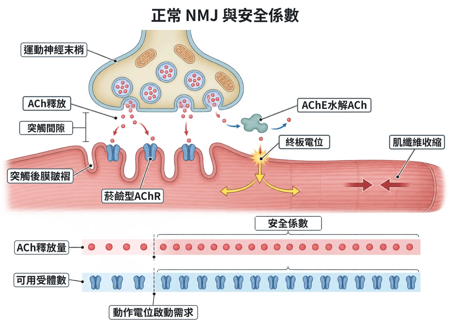 正常 NMJ 與安全係數教學插圖