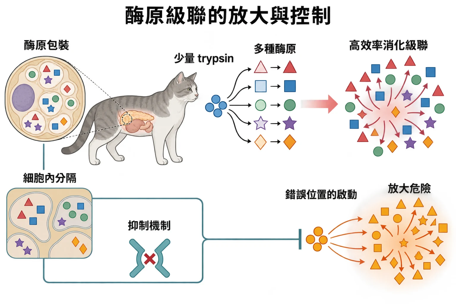 酶原級聯的放大與控制教學插圖
