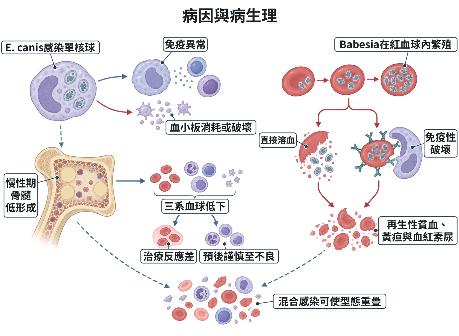 病因與病生理教學插圖