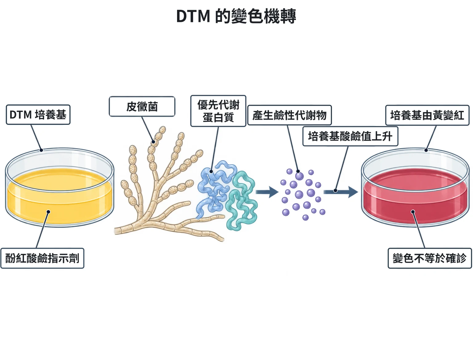DTM 的變色機轉教學插圖