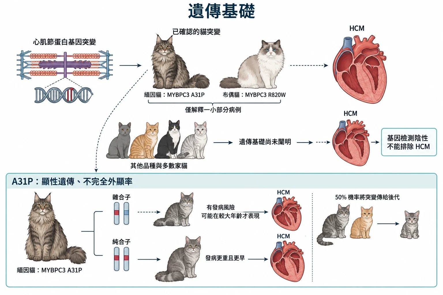 遺傳基礎教學插圖
