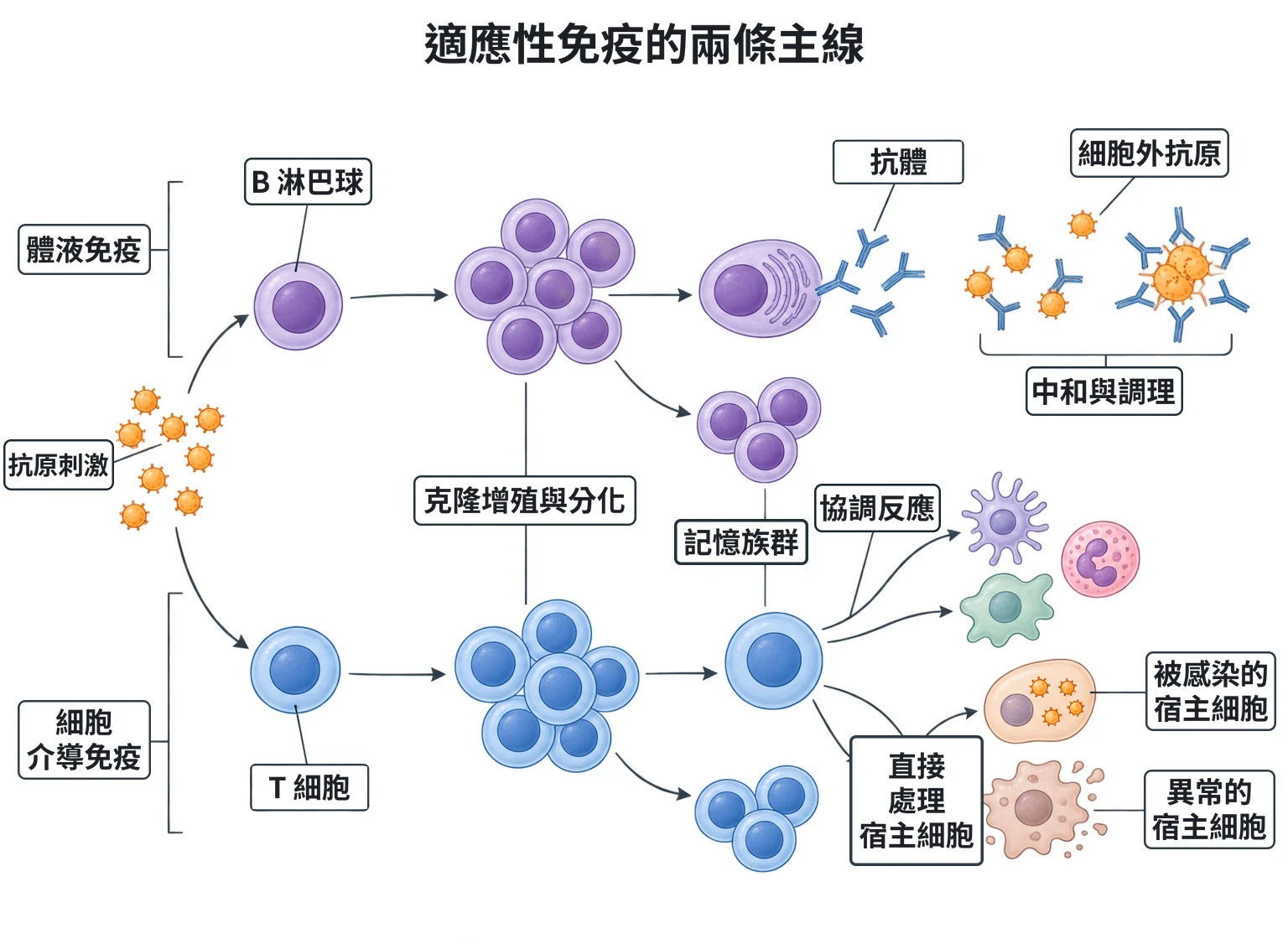 適應性免疫的兩條主線教學插圖