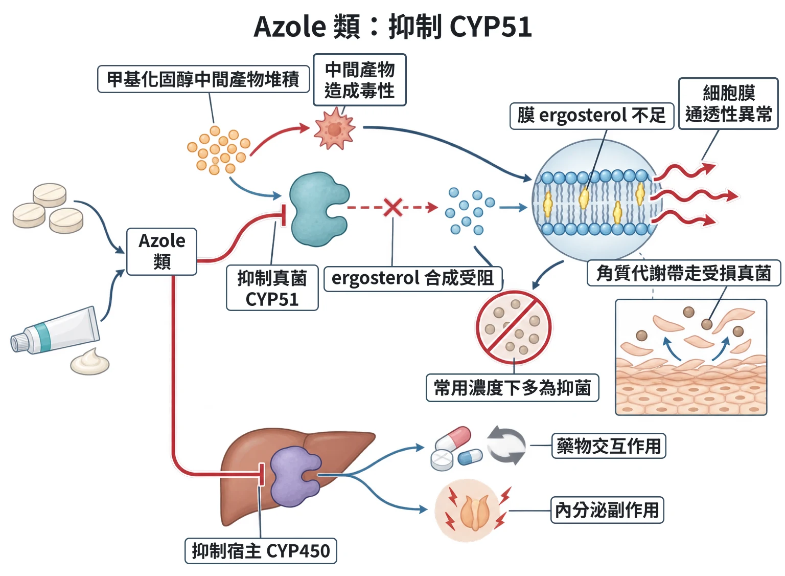 Azole 類:抑制 CYP51教學插圖