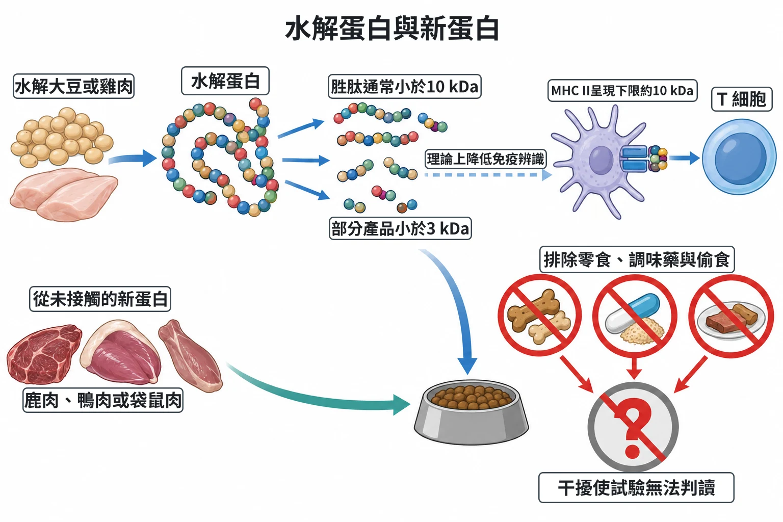水解蛋白與新蛋白教學插圖