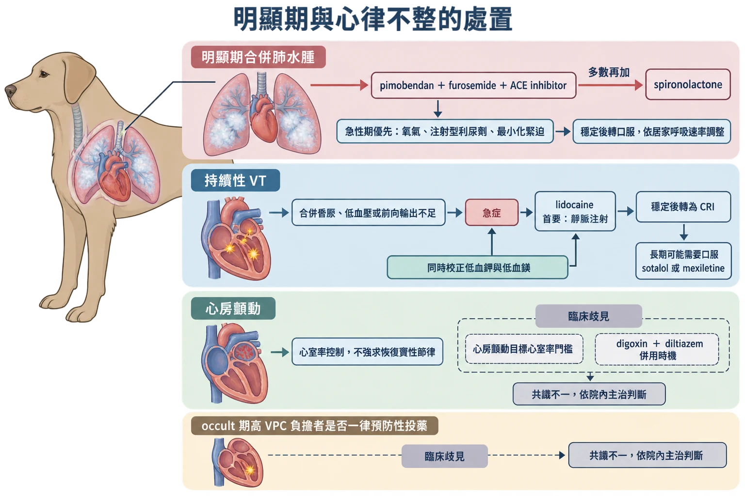 明顯期與心律不整的處置教學插圖
