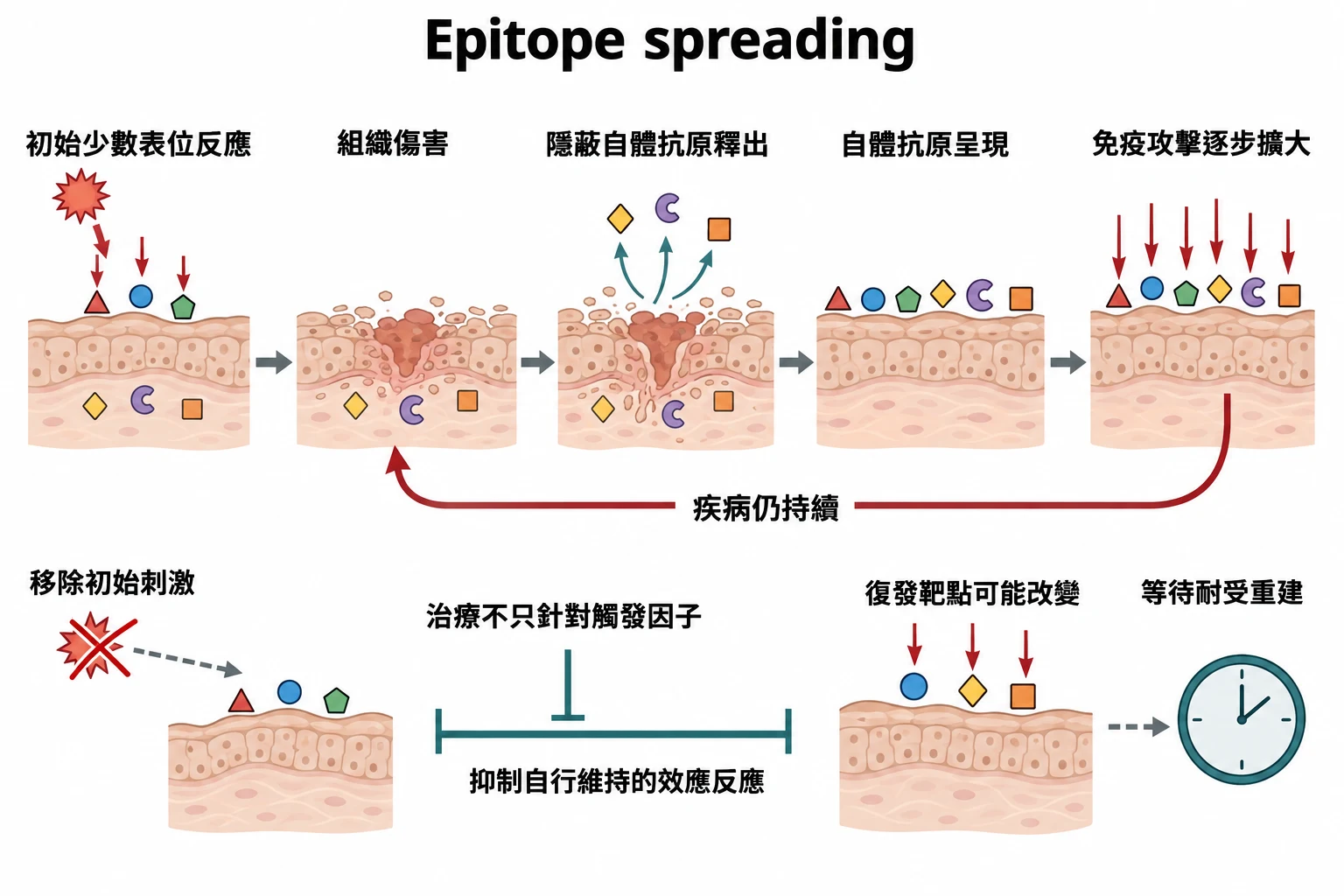 Epitope spreading教學插圖