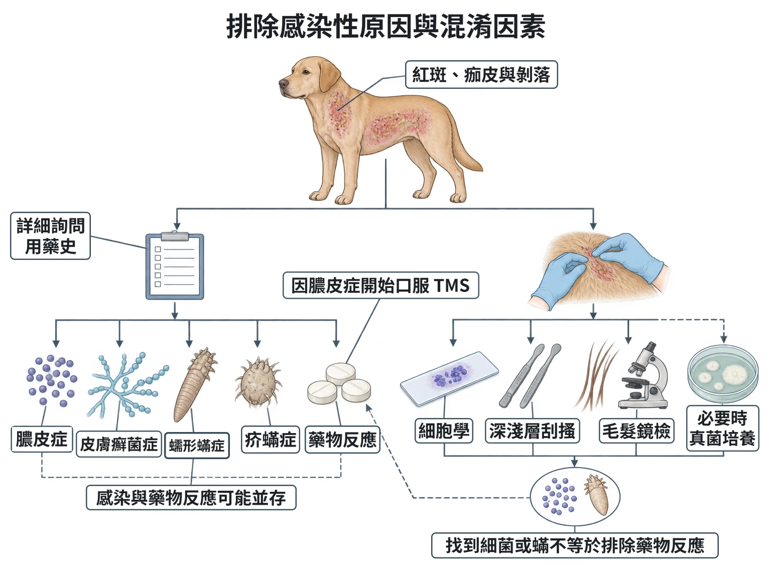 排除感染性原因與混淆因素教學插圖