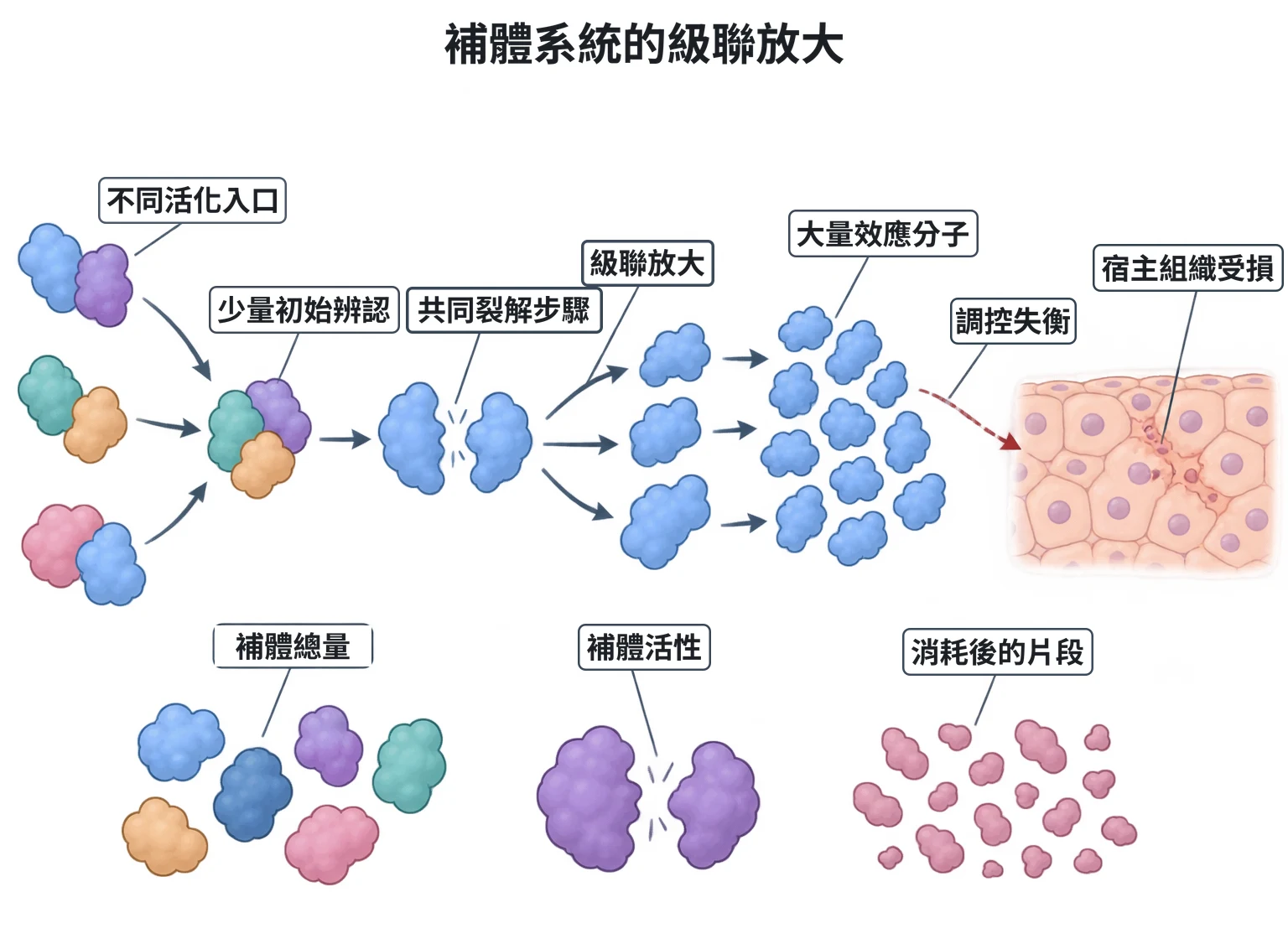 補體系統的級聯放大教學插圖