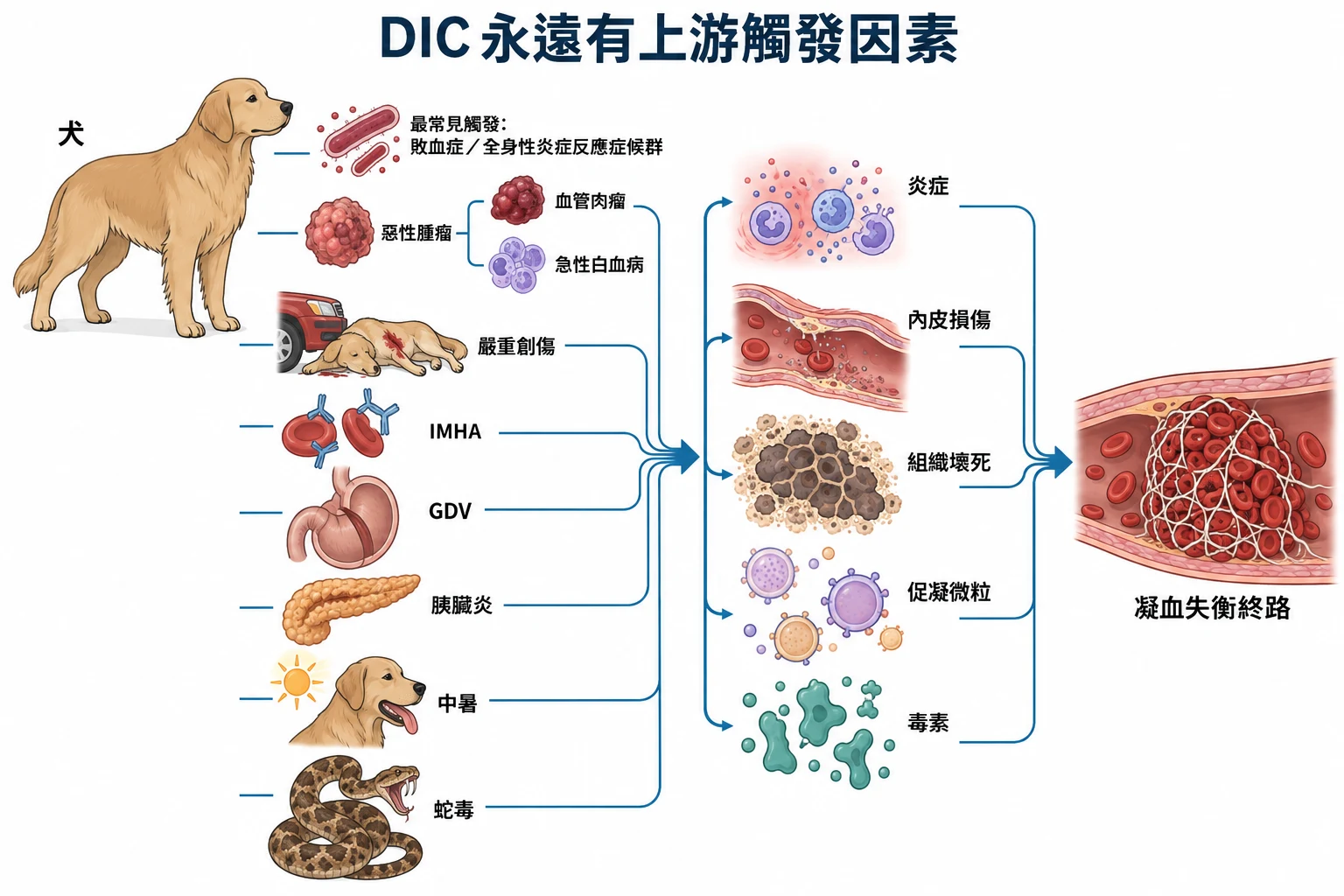 DIC 永遠有上游觸發因素教學插圖