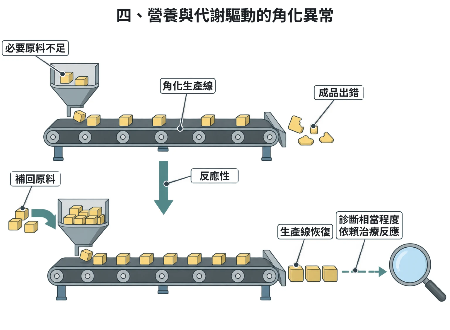 四、營養與代謝驅動的角化異常教學插圖
