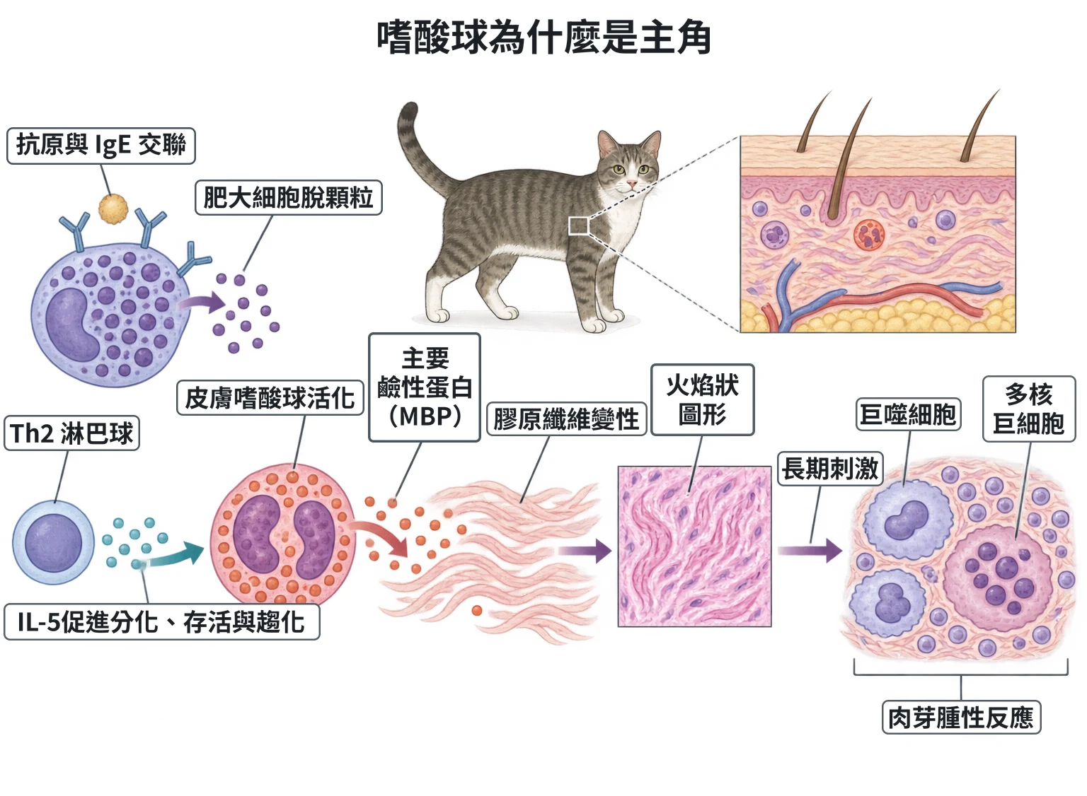 嗜酸球為什麼是主角教學插圖