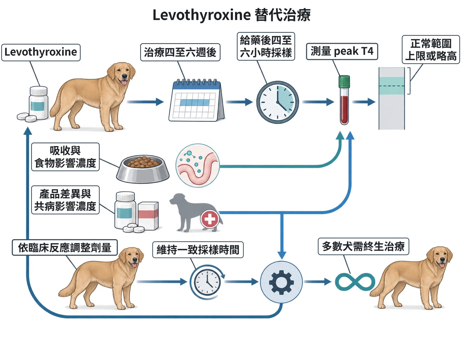 Levothyroxine 替代治療教學插圖
