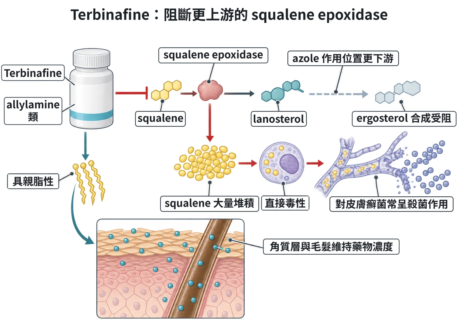 Terbinafine:阻斷更上游的 squalene epoxidase教學插圖