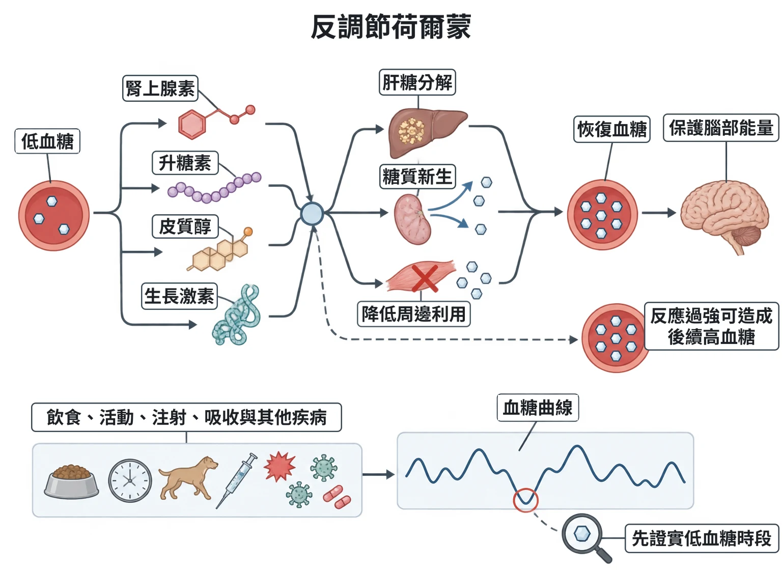 反調節荷爾蒙教學插圖