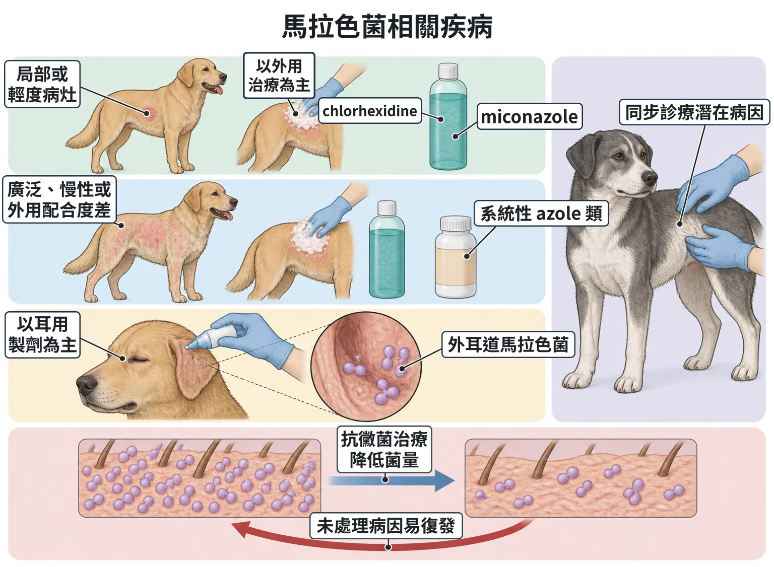 馬拉色菌相關疾病教學插圖