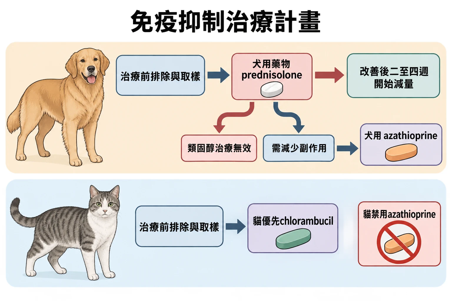 免疫抑制治療計畫教學插圖