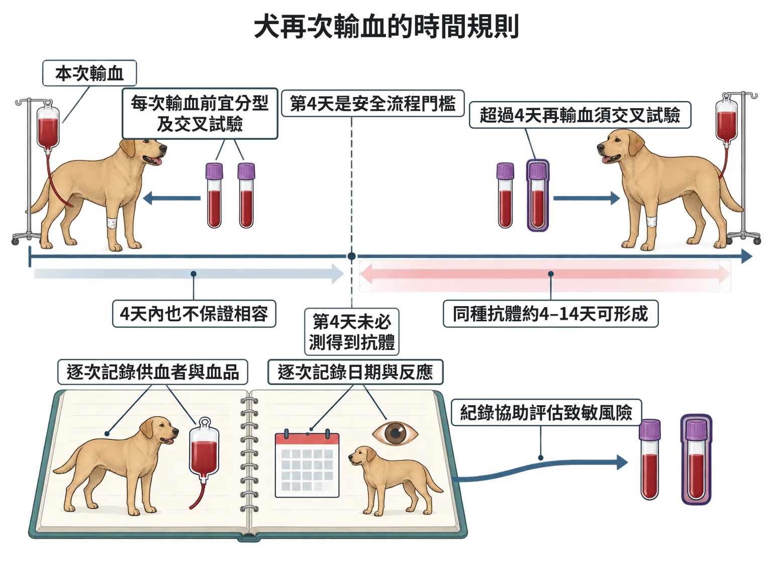 犬再次輸血的時間規則教學插圖