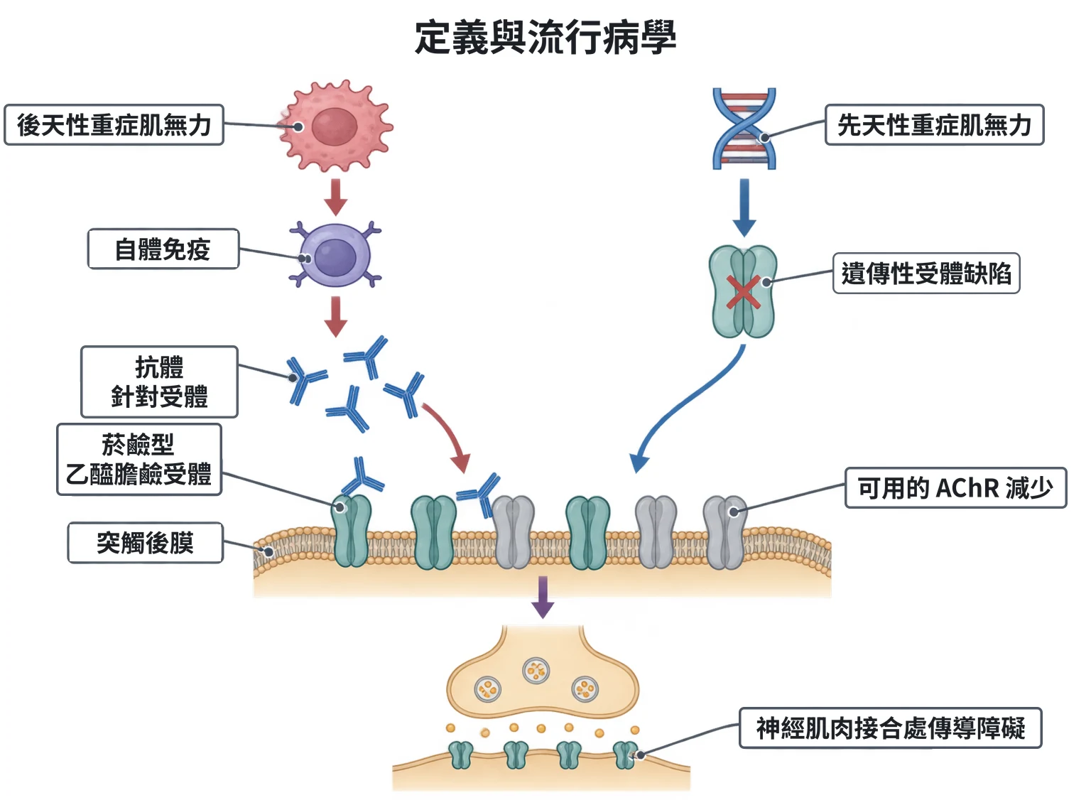 定義與流行病學教學插圖