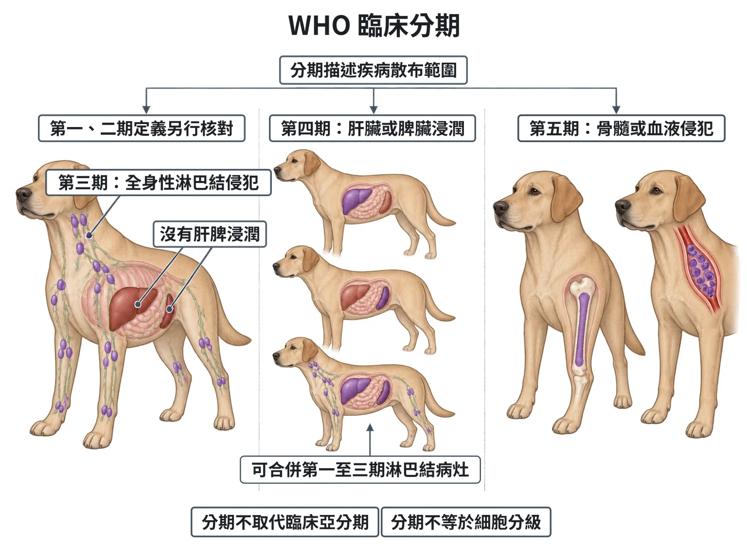 WHO 臨床分期教學插圖