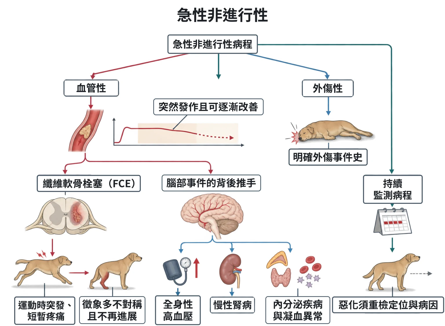 急性非進行性教學插圖
