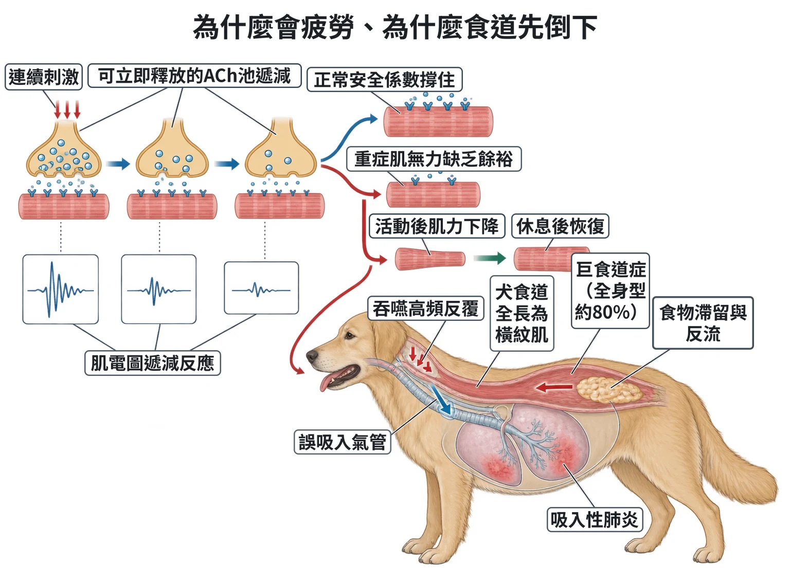 為什麼會疲勞、為什麼食道先倒下教學插圖